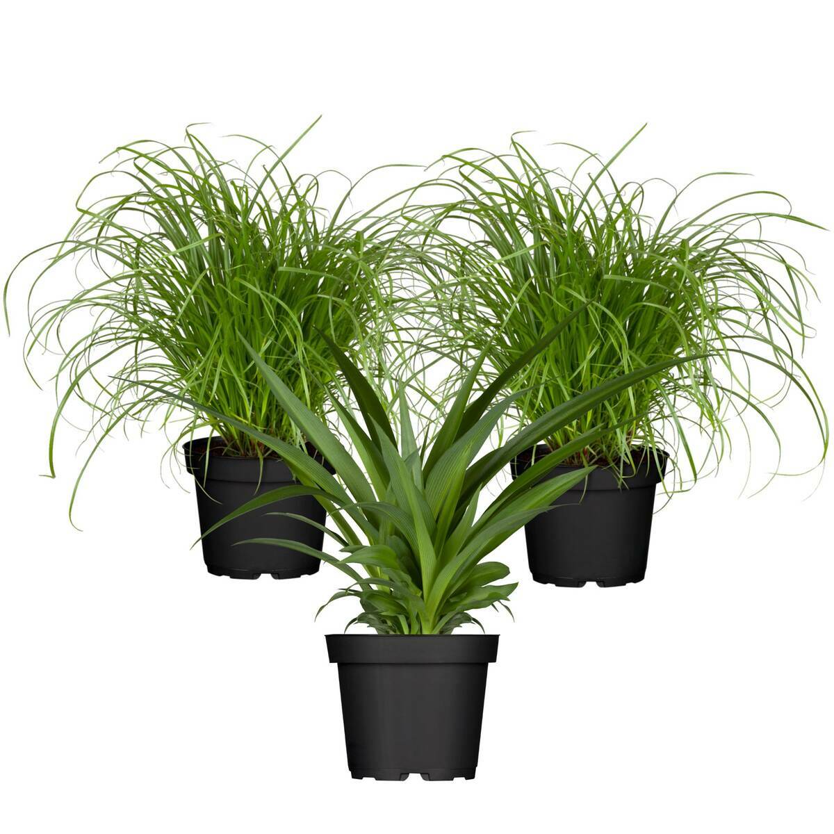 ZimmerpflanzenSet "Grüner KatzenKnabberspaß", 3 Pflanzen ansehen!