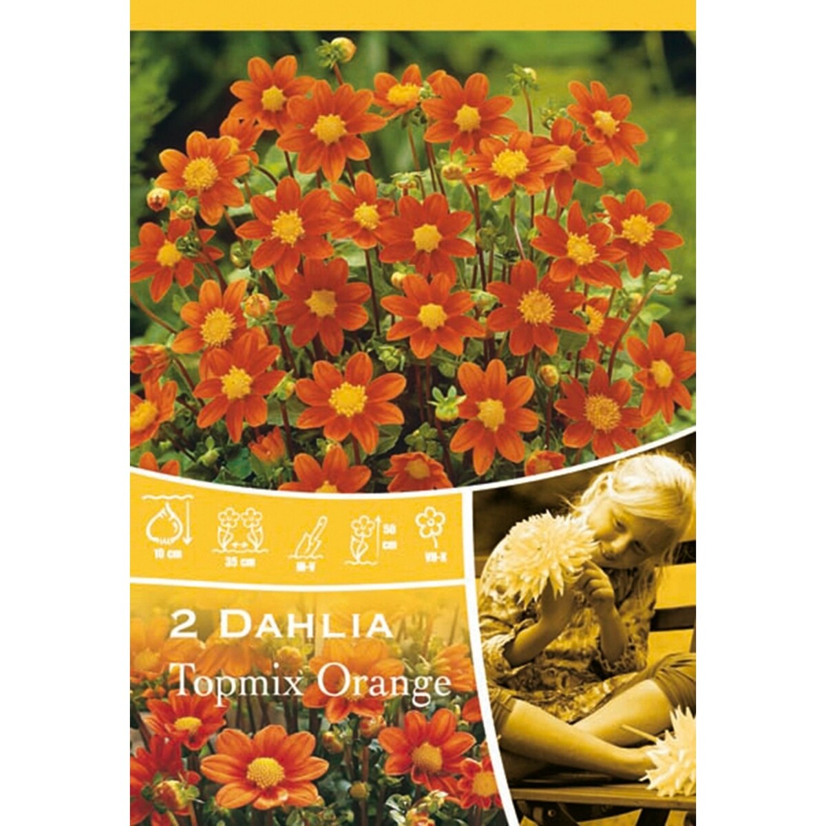 Bild 1 von Dahlien Topmix Orange