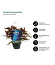 Bild 2 von Dehner Aqua Premium Aquarienpflanzen-Set Hintergrundbepflanzung, 5-teilig