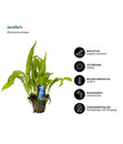 Bild 3 von Dehner Aqua Premium Aquarienpflanzen-Set Hintergrundbepflanzung, 5-teilig