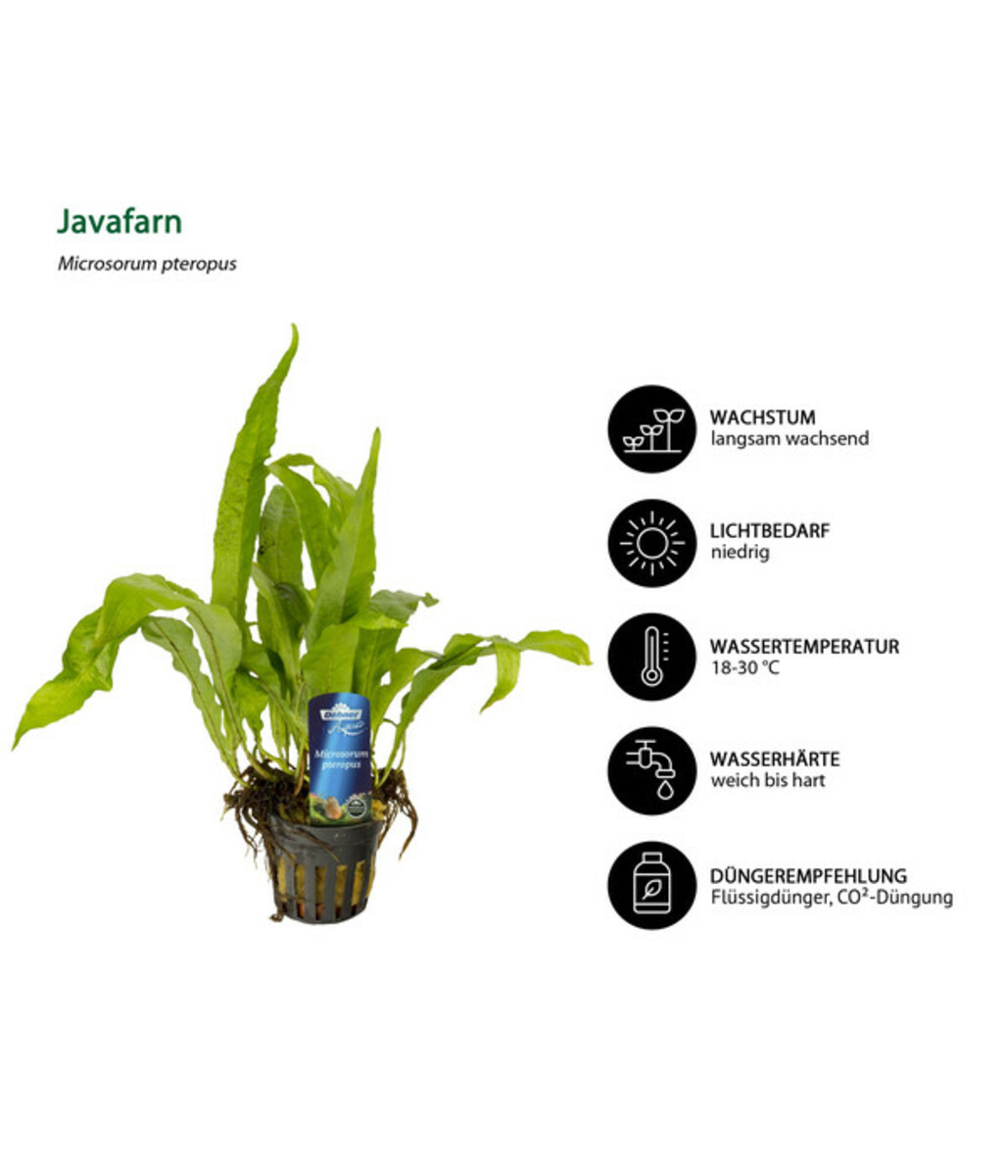 Bild 3 von Dehner Aqua Premium Aquarienpflanzen-Set Hintergrundbepflanzung, 5-teilig