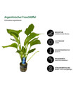 Bild 4 von Dehner Aqua Premium Aquarienpflanzen-Set Hintergrundbepflanzung, 5-teilig