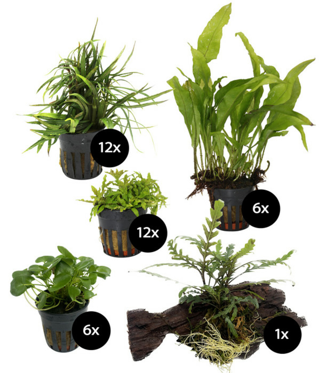 Bild 1 von Dehner Aqua Premium Aquarienpflanzen-Set für JUWEL® AQUARIUM Rio 180 LED, 37-teilig