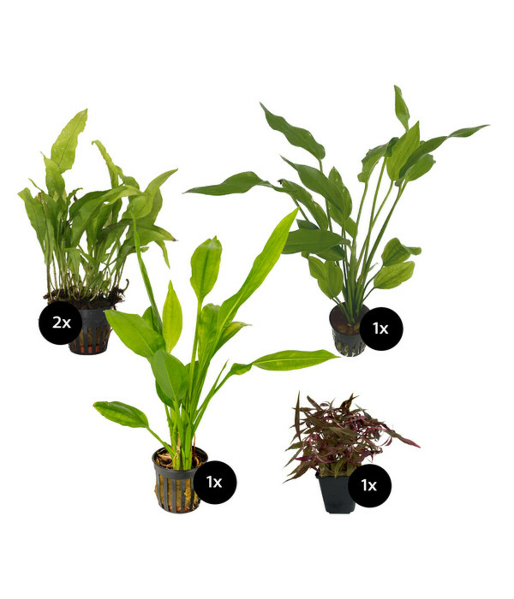 Bild 1 von Dehner Aqua Premium Aquarienpflanzen-Set Hintergrundbepflanzung, 5-teilig