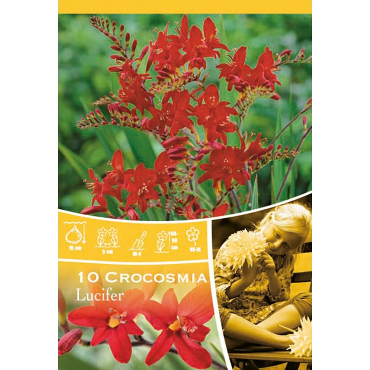 Bild 1 von Mini-Schwertlilien Lucifer Rotorange