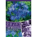 Bild 1 von Brodiaea Queen Fabiola Blau