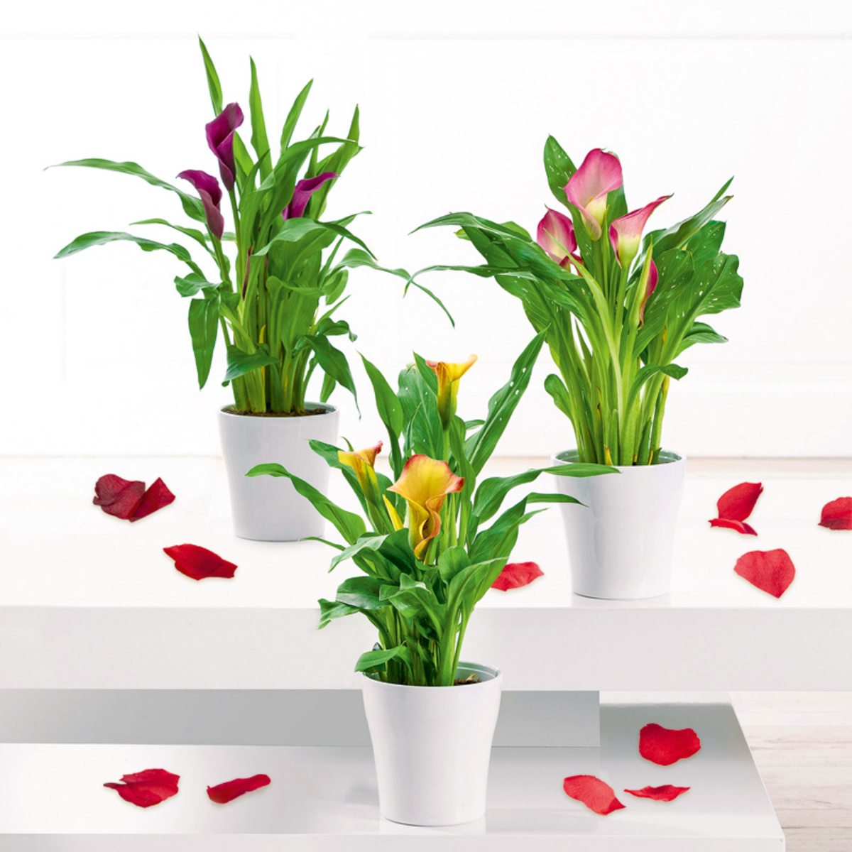 Bild 1 von Calla "Zantedeschia"