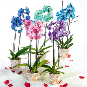 Phalaenopsis "Royal Mix"