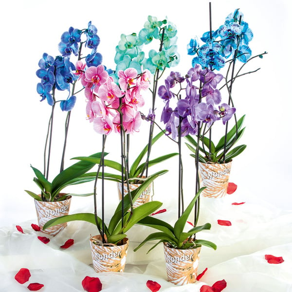 Bild 1 von Phalaenopsis "Royal Mix"