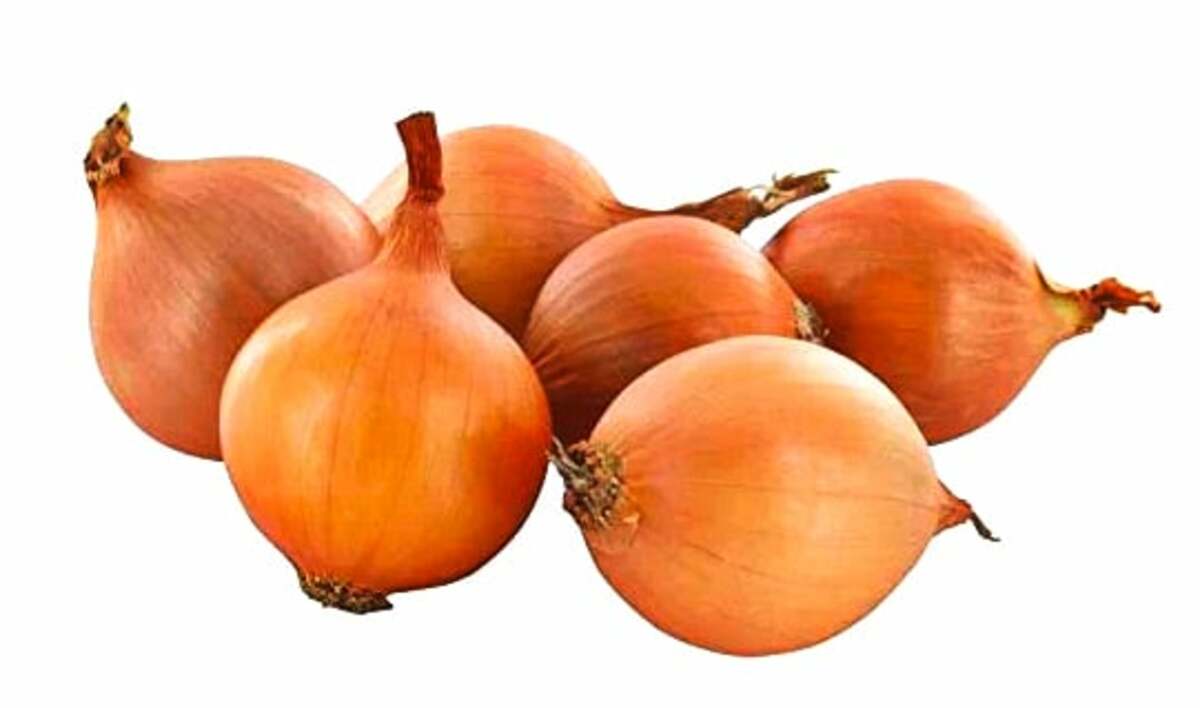 Bild 1 von Steckzwiebel 'Stuttgarter Riesen'