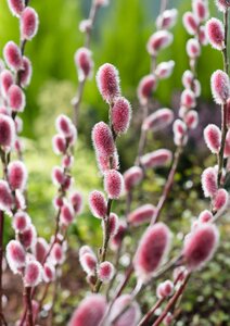 Kätzchenweide 'Mount Aso'