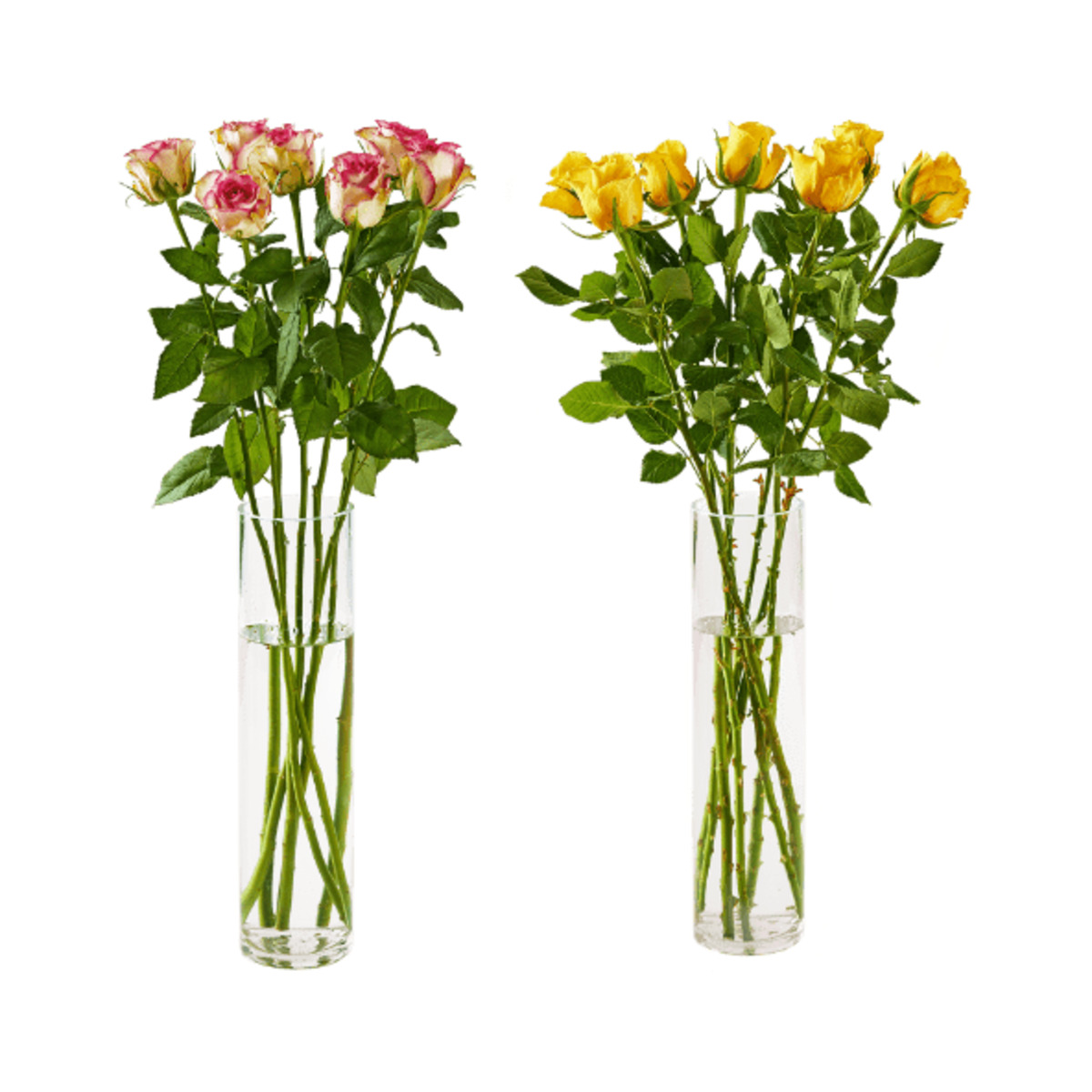 Bild 1 von GARDENLINE Langstielige Rosen