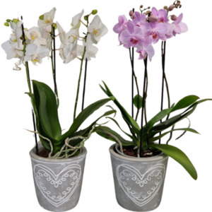 „Phalaenopsis“ Schmetterlings-Orchidee