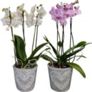 Bild 1 von „Phalaenopsis“ Schmetterlings-Orchidee