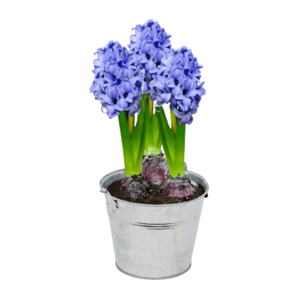 GARDENLINE Blumenzwiebeln im ZinkÜbertopf von ALDI Nord ansehen!