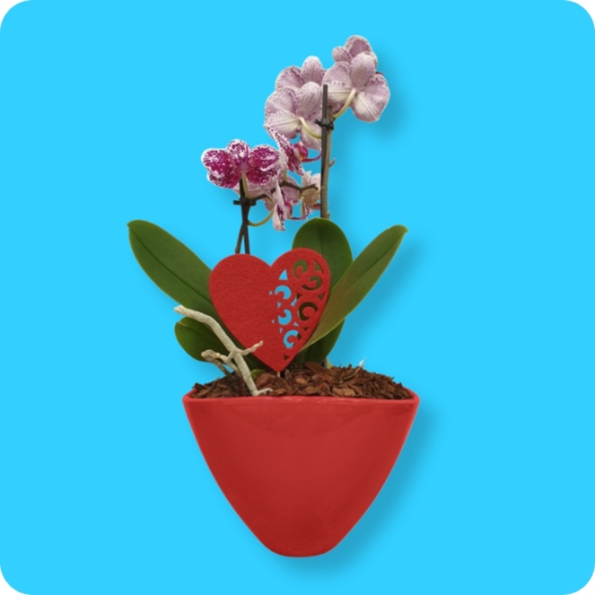 Bild 1 von Valentinstags-Blumen