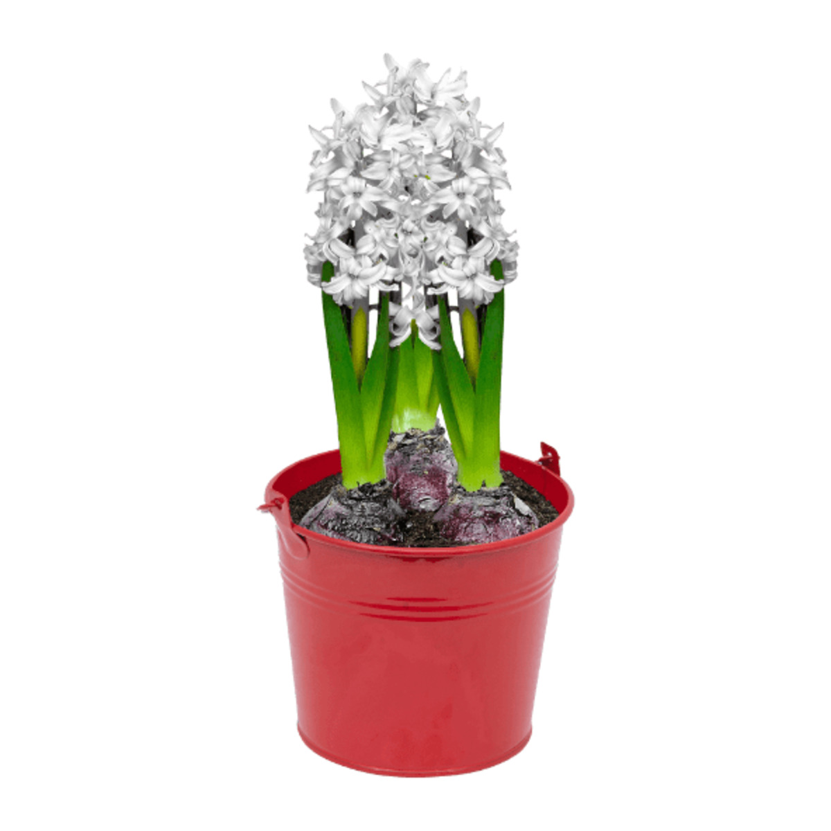 Bild 4 von GARDENLINE Blumenzwiebeln im Zink-Übertopf