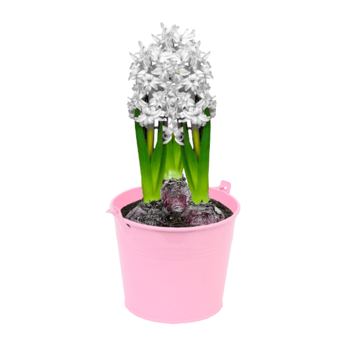 Bild 3 von GARDENLINE Blumenzwiebeln im Zink-Übertopf