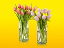 Bild 1 von Tulpen, 
        9 Stiele  Bund