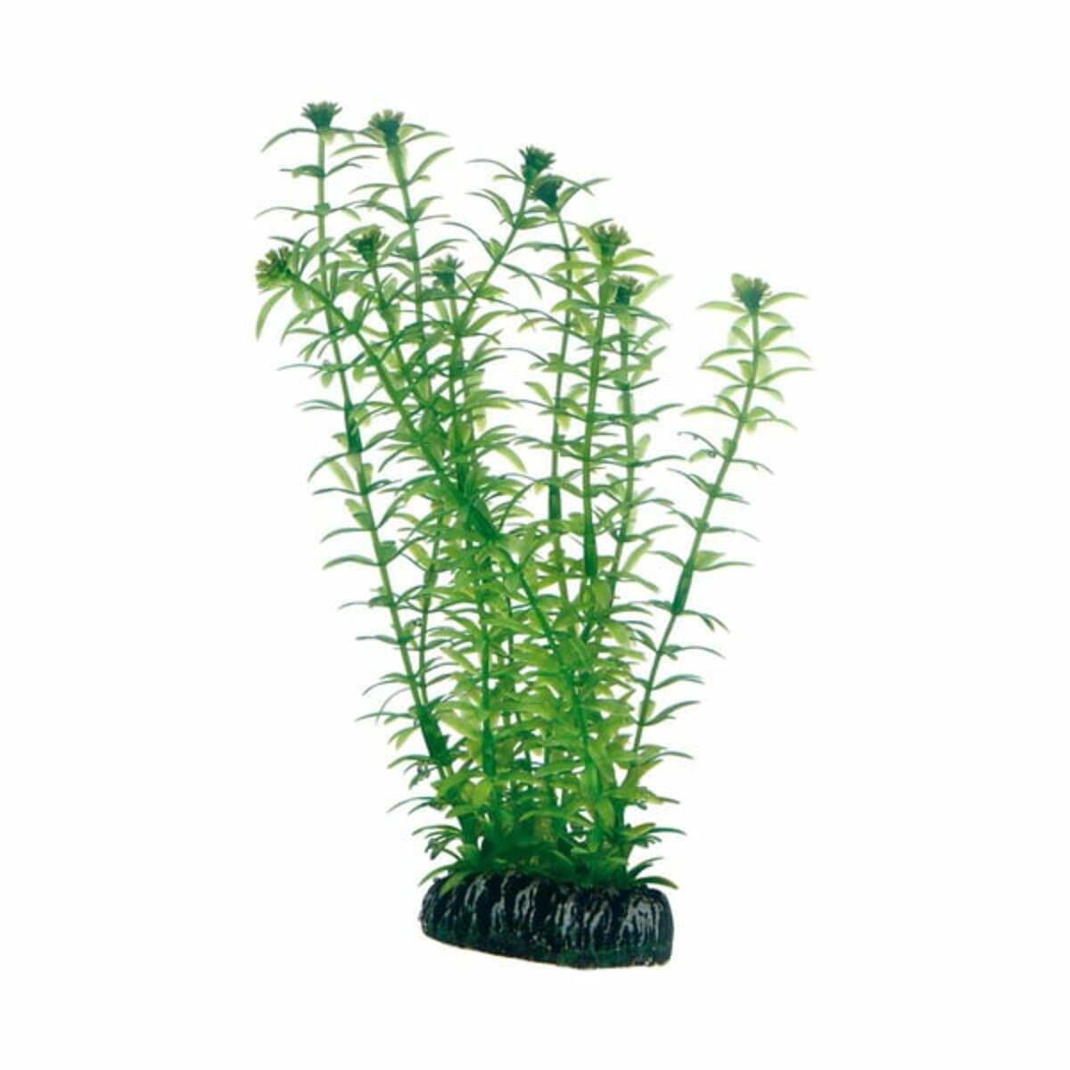 Bild 1 von Hobby Aquariumdekoration Lagarosiphon 20 cm