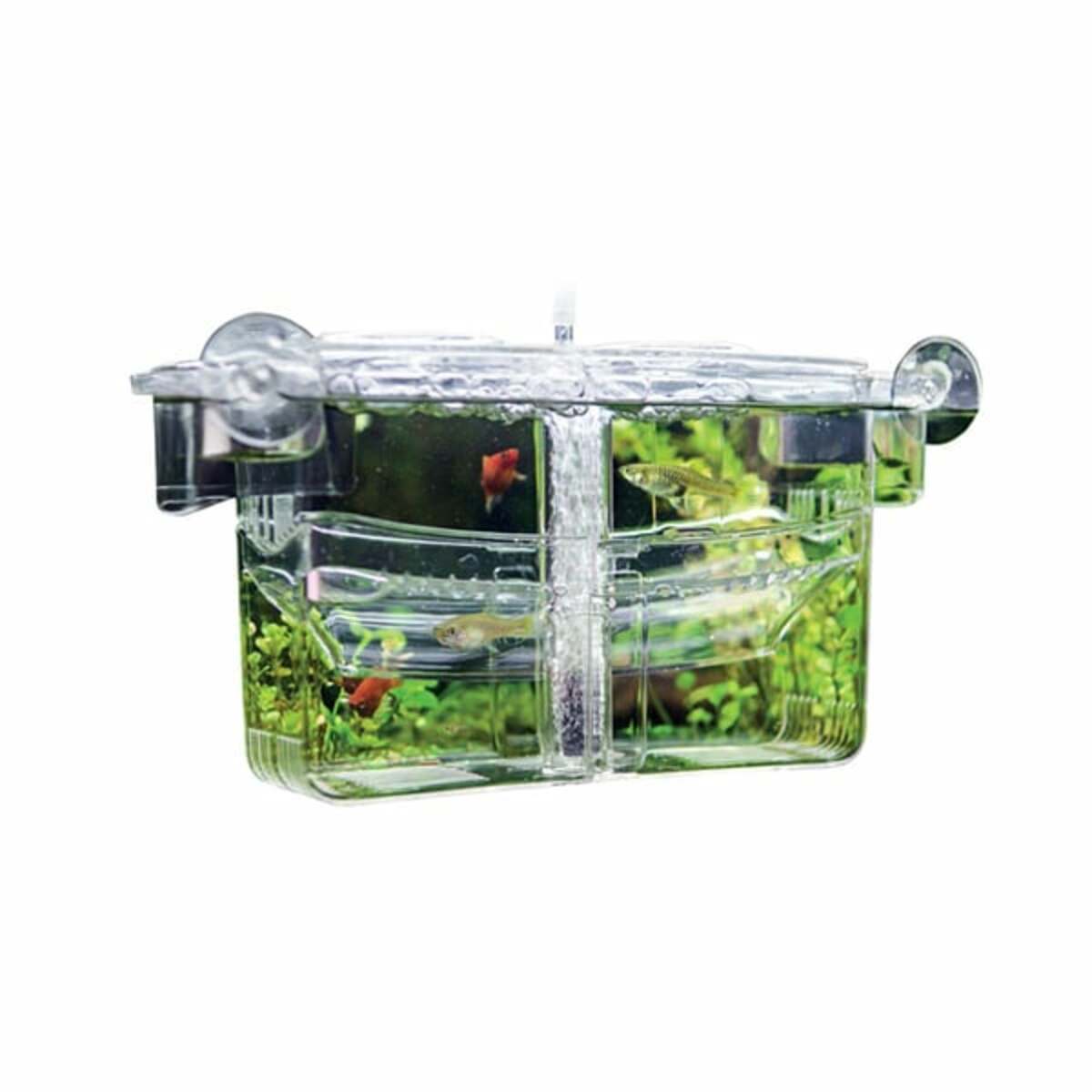 Bild 2 von Hobby Ablaichbehälter Nido 4 13 x 10 x 11,5 cm