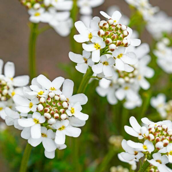 38+ Immergrüne Schleifenblume Farben, Iberis immergrüne