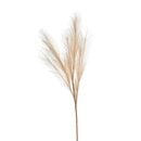 Bild 1 von Stielblume PAMPASWEDEL ca.100cm, creme