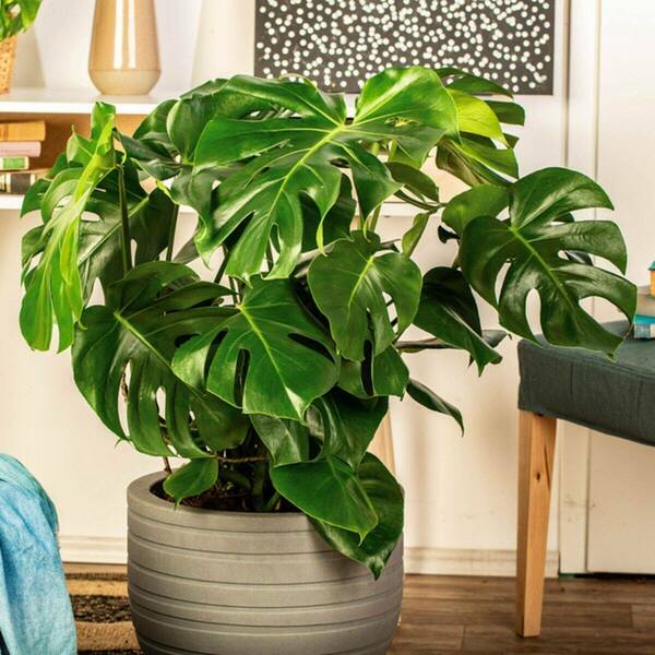 Monstera deliciosa von Mein schöner Garten für 8 59 ansehen