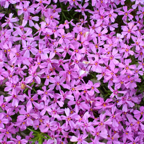 Bild 1 von Polster-Phlox 'Samson'