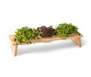 Bild 1 von 3er-Microgreens-Bank, inkl. Samen