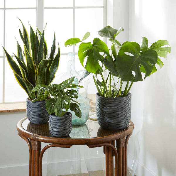 Bild 1 von Zimmerpflanzen-Set "Exotische Lieblinge", 3 Pflanzen