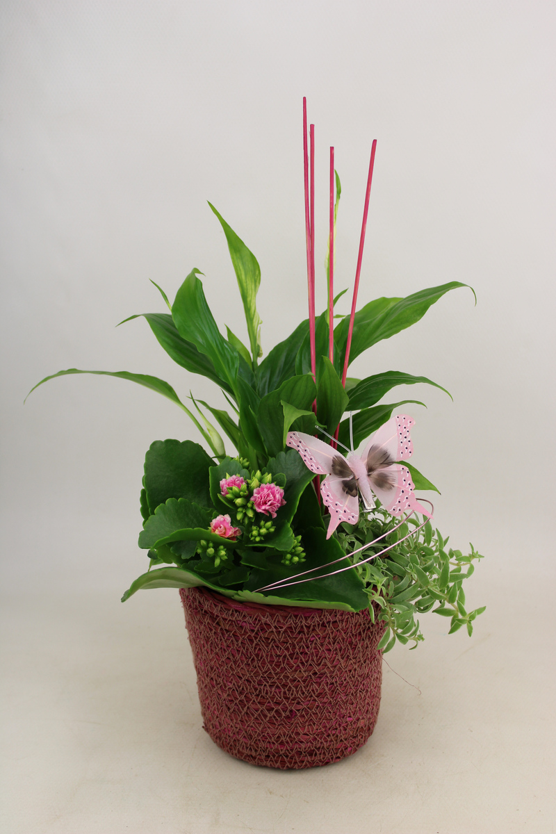 Bild 1 von Frühlings Arrangement im 13 cm Topf