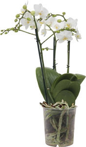 Orchidee Phalaenopsis Multiflora 50 cm hoch, 12 cm Topf