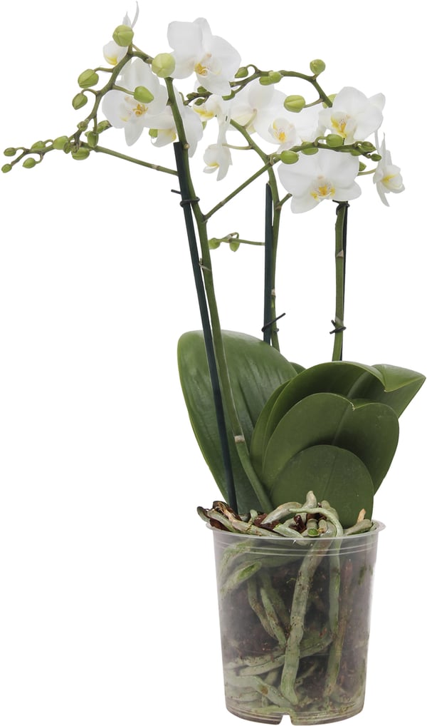 Bild 1 von Orchidee Phalaenopsis Multiflora 50 cm hoch, 12 cm Topf