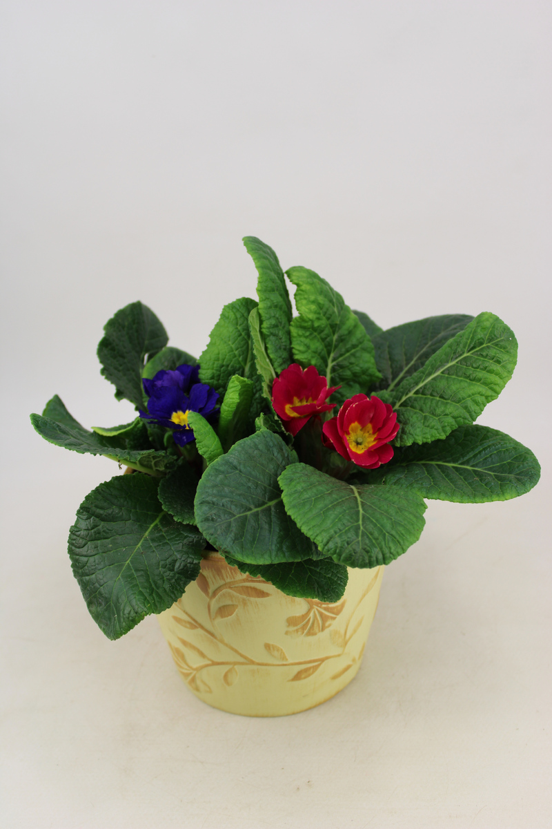 Bild 1 von Frühlings Arrangement im 13 cm Ornamenttopf