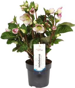 Lenzrose Helleborus orientalis 30 cm hoch, 15 cm Topf