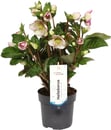 Bild 1 von Lenzrose Helleborus orientalis 30 cm hoch, 15 cm Topf