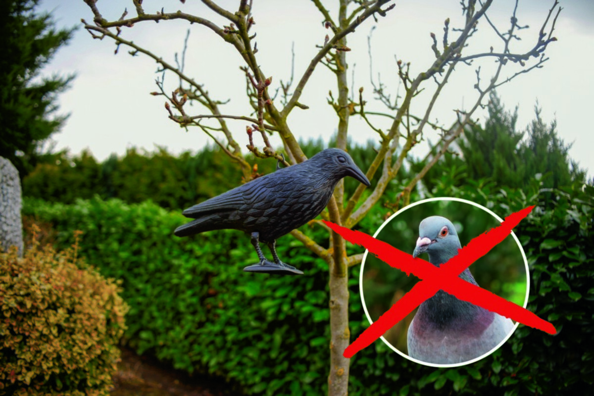 Bild 4 von Gardigo Vogelabwehr-Figur "Krähe"