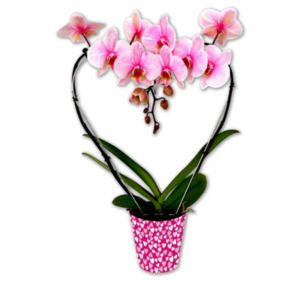 Orchidee in Herzform*