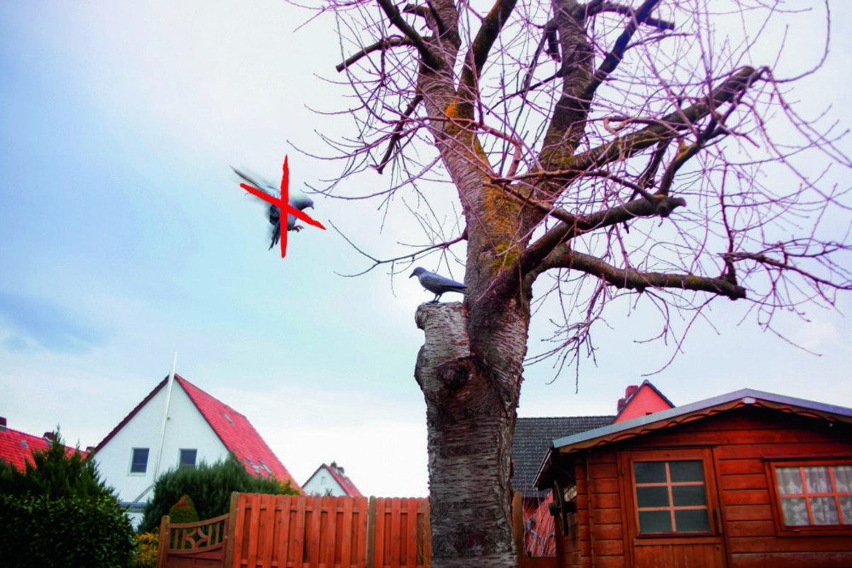 Bild 3 von Gardigo Vogelabwehr-Figur "Krähe"