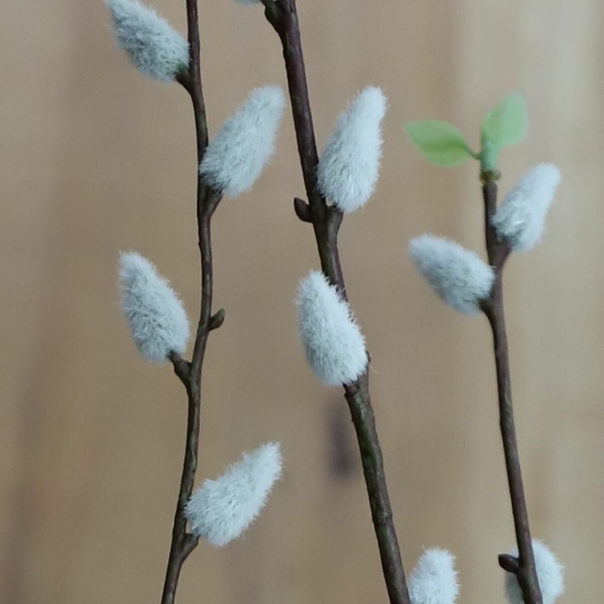 Bild 1 von Künstliche Weidenkätzchen 132cm