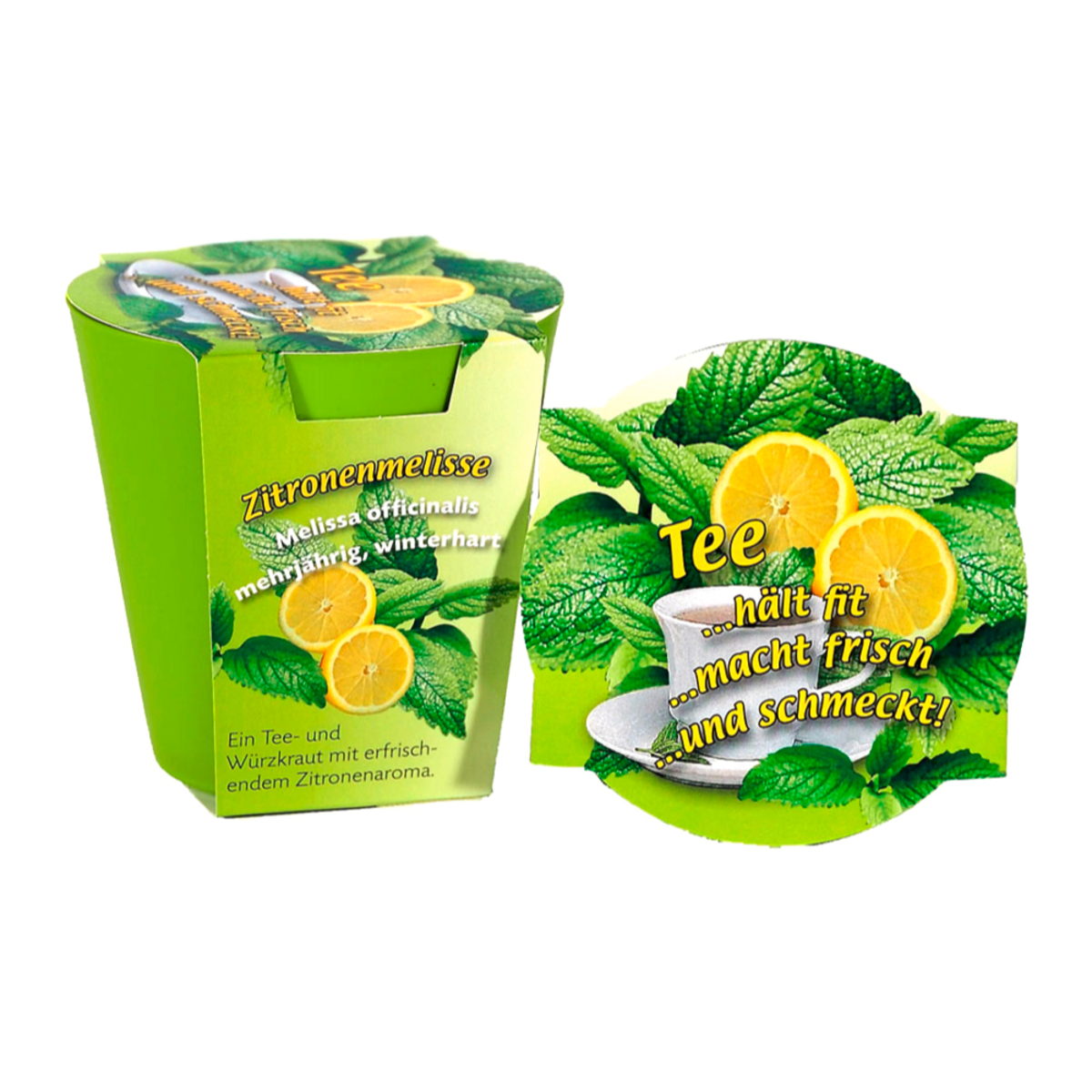 Bild 1 von Tee-Anzuchtset im dekorativem Kunststofftopf