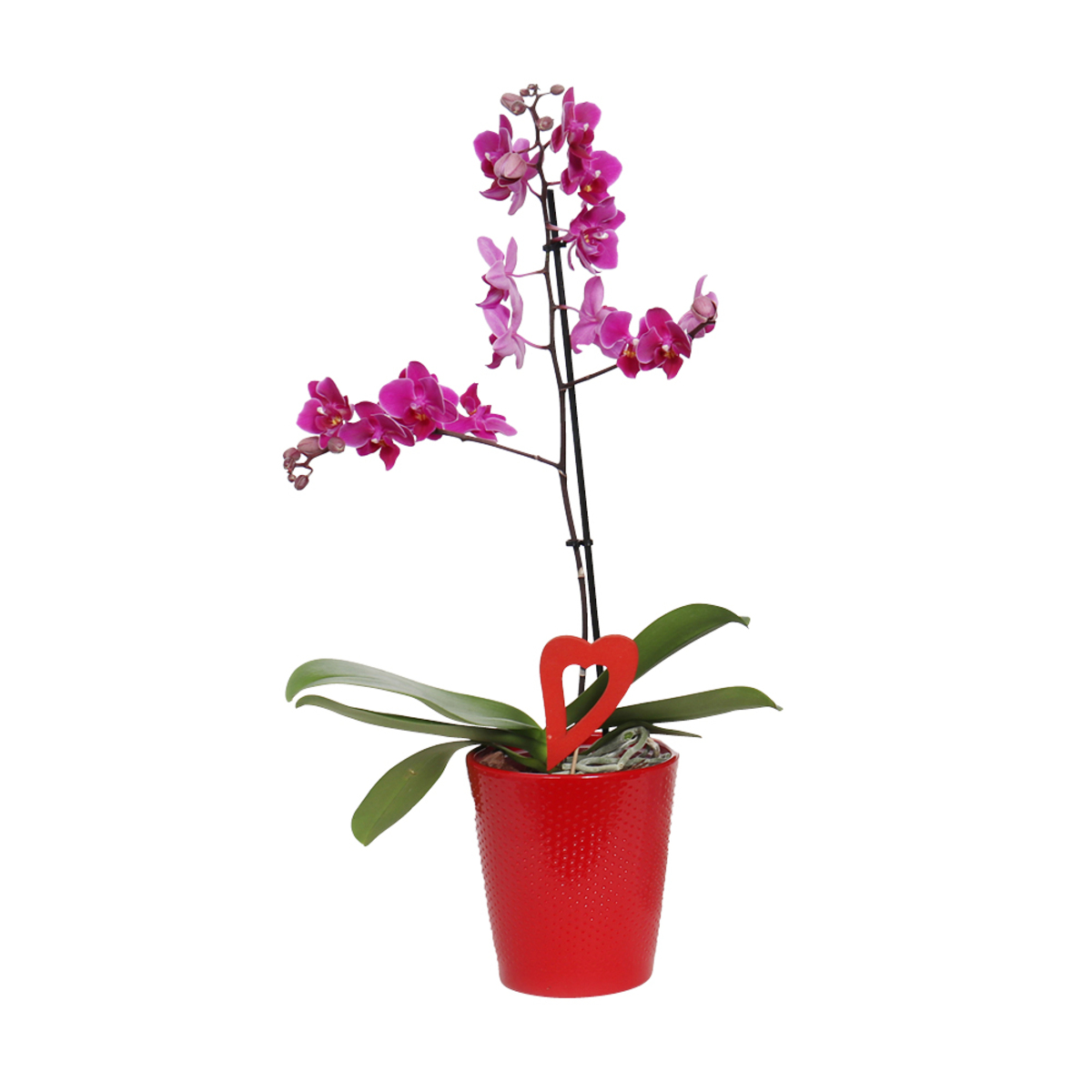 Bild 1 von Orchidee Valentin-Mix im 13 cm Topf
