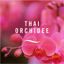 Bild 3 von febreze 3Volution Thai Orchidee Nachfüllflakon Thai Orchidee