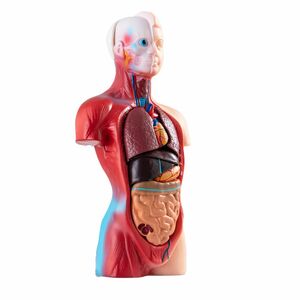Anatomisches Körpermodell