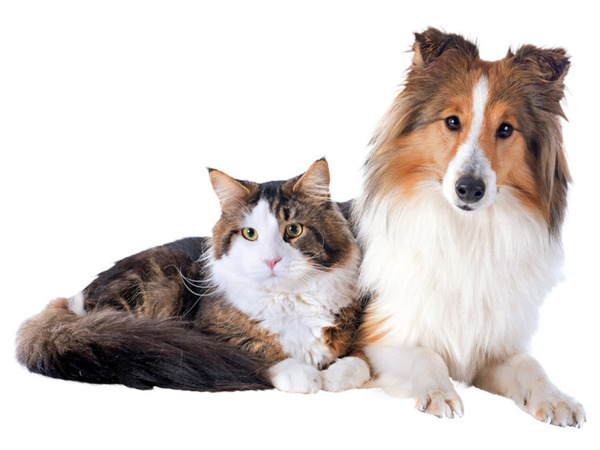 Bild 4 von zoofari® Tierpflegebürste