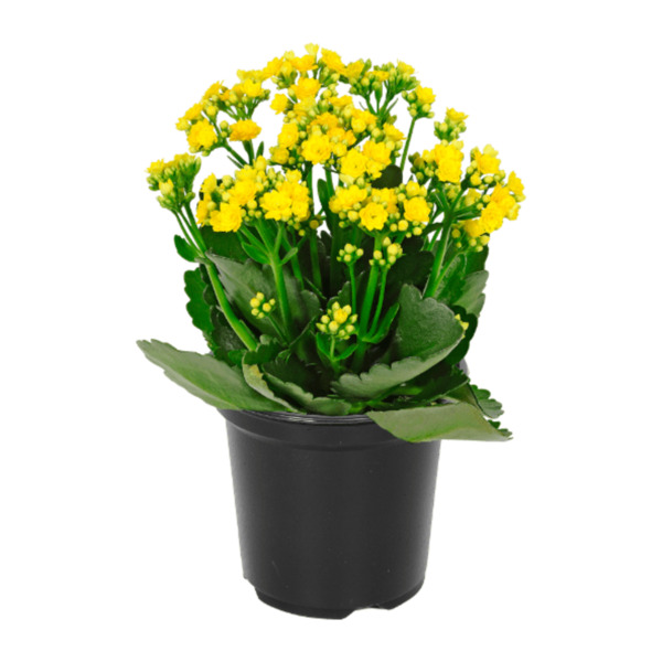 Bild 2 von GARDENLINE Kalanchoe