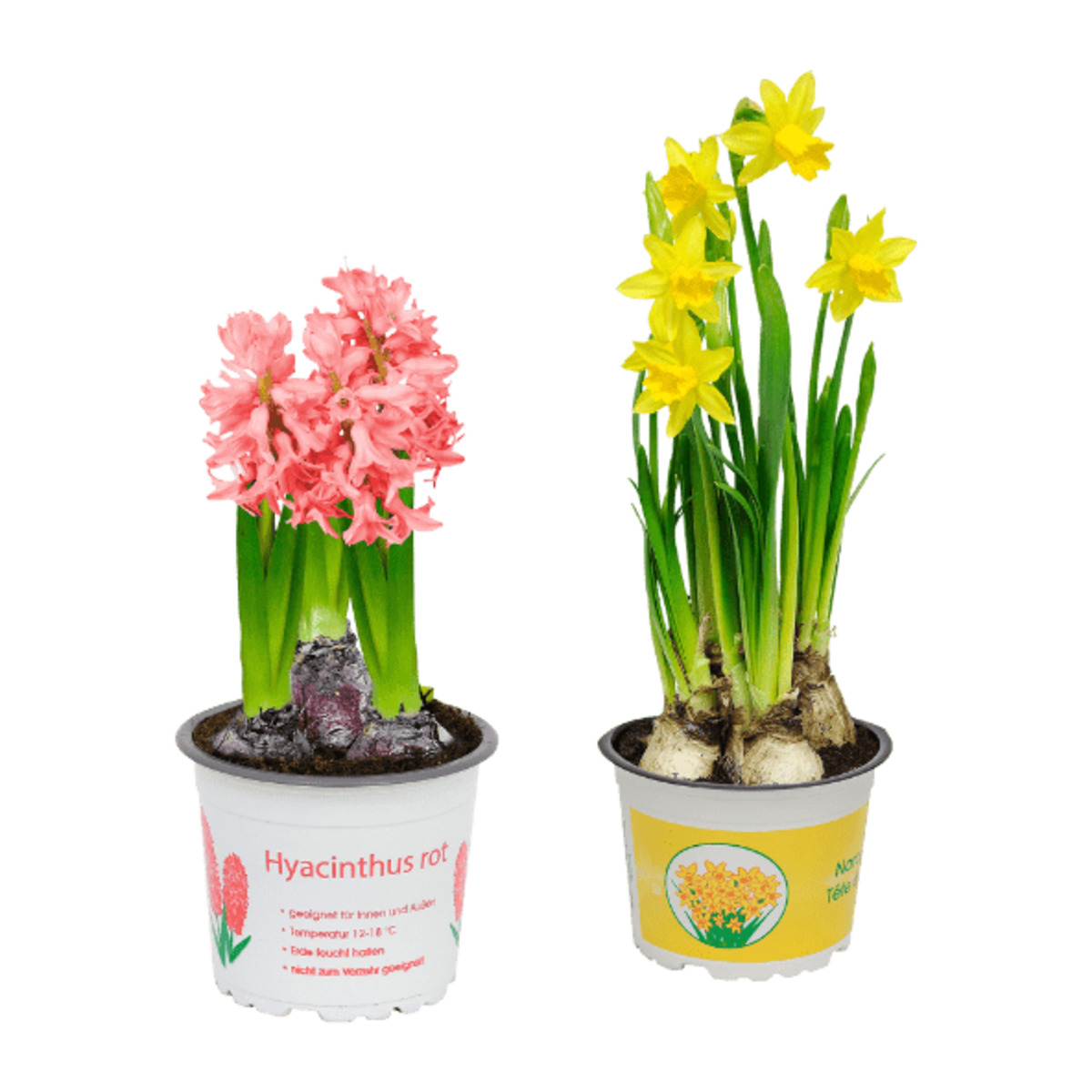 Bild 1 von GARDENLINE Narzissen / Hyazinthen