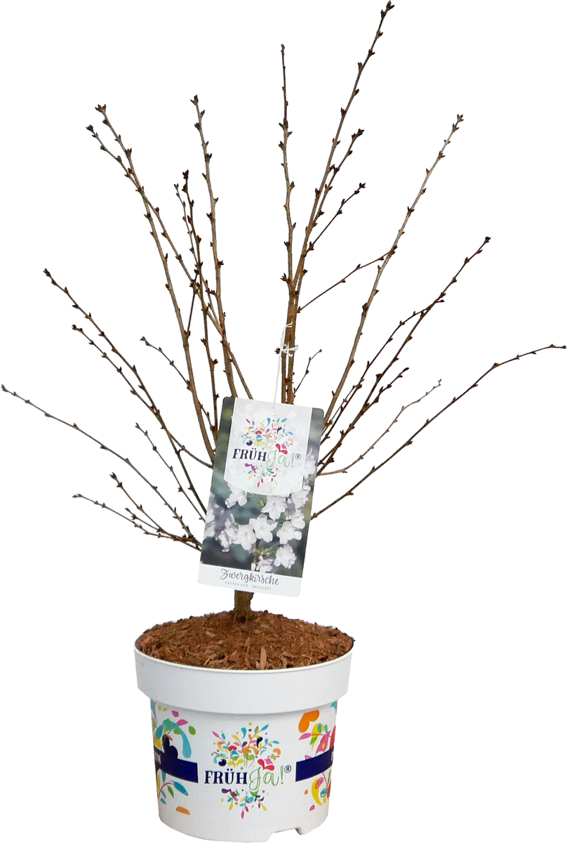Bild 1 von Frühja! Zwergkirsche 23 cm Topf, 40-60 cm hoch