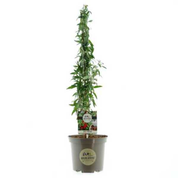 Bild 1 von Wilde Küche Gojibeere 27 cm Topf, 40-60 cm hoch